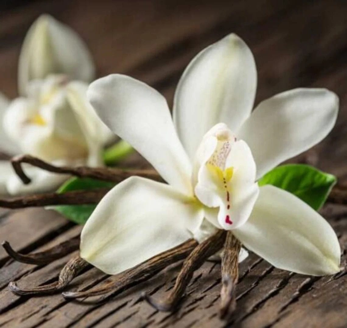 Sebastian Tratamiento Cellophanes Vanilla Blond 300ml Roberta Beauty Club